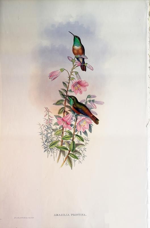 Appraisal: Beautiful Hand Colored Lithographs of Hummingbirds by Gould Amazilia Pristina