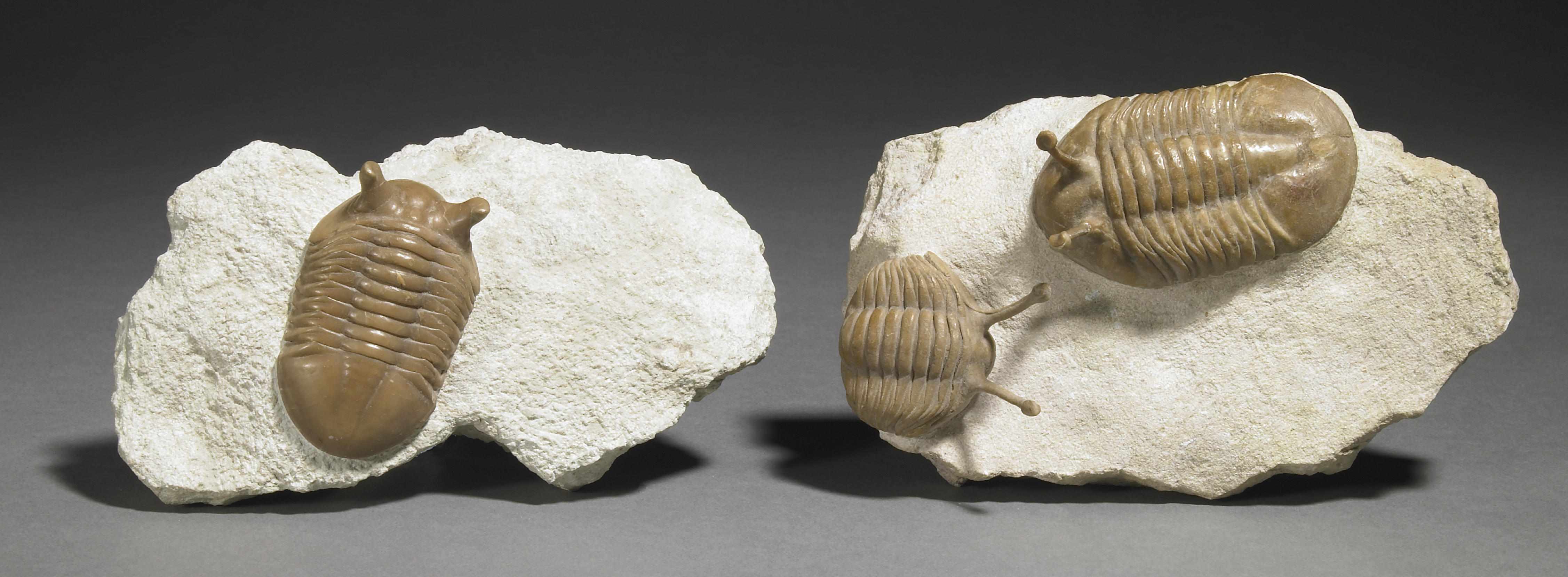 Appraisal: Without Reserve Popular Trilobite Species Asaphus kowalewskiiMid OrdovicianSt Petersburg region