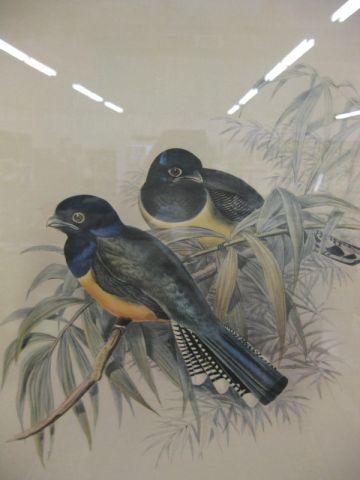 Appraisal: Pair of J Gould H C Richter Bird Prints nicely