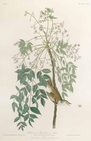 Appraisal: After John James Audubon American - White-eyed Flycatcher or Vireo