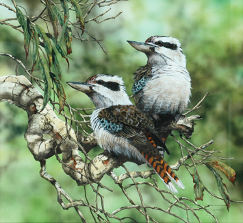 Appraisal: Paul Margocsy born Australian Laughing Kookaburras watercolour signed 'Paul Margocsy'