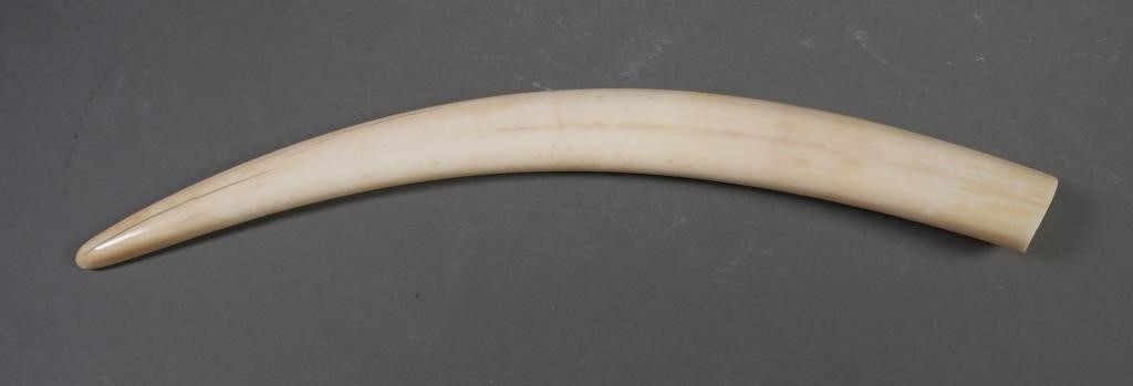 Appraisal: FOSSIL WALRUS IVORY TUSKFossilized walrus ivory tusk which could be