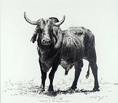 Appraisal: Robert Shufelt Present Wildlife of the American Westpencil on paper