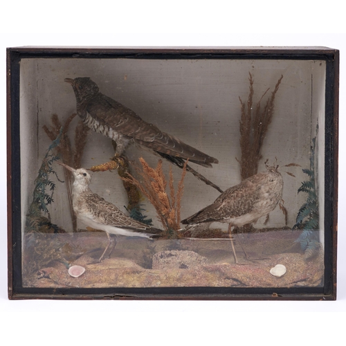 Appraisal: Taxidermy A pair of sandpiper with cuckoo on a branch