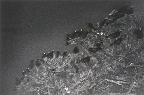 Appraisal: Masahisa Fukase Japanese b Kanazawa printed Silver gelatin emulsion print