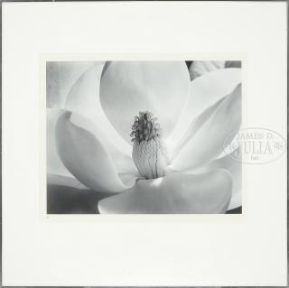 Appraisal: IMOGEN CUNNINGHAM American - MAGNOLIA BLOSSOM Silver gelatin print Housed