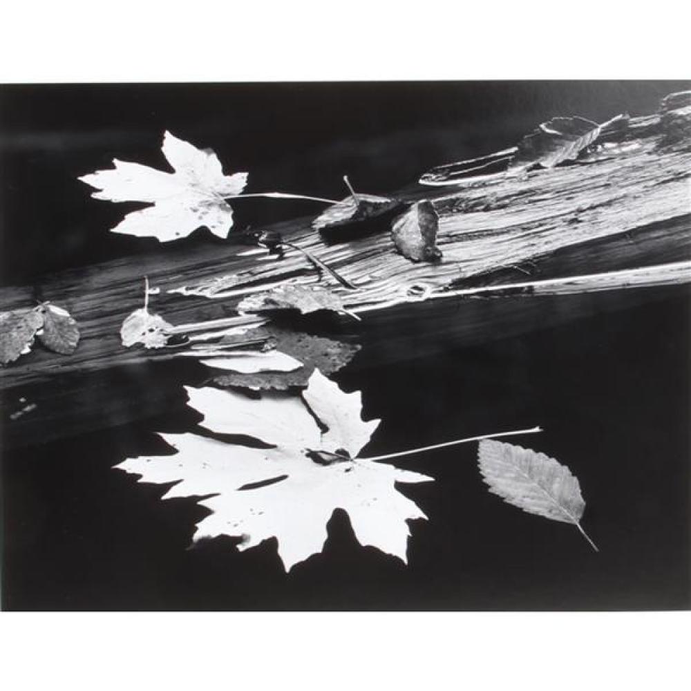 Appraisal: RICHARD GARROD AMERICAN B LEAVES AND LOG GELATIN SILVER PHOTOGRAPH