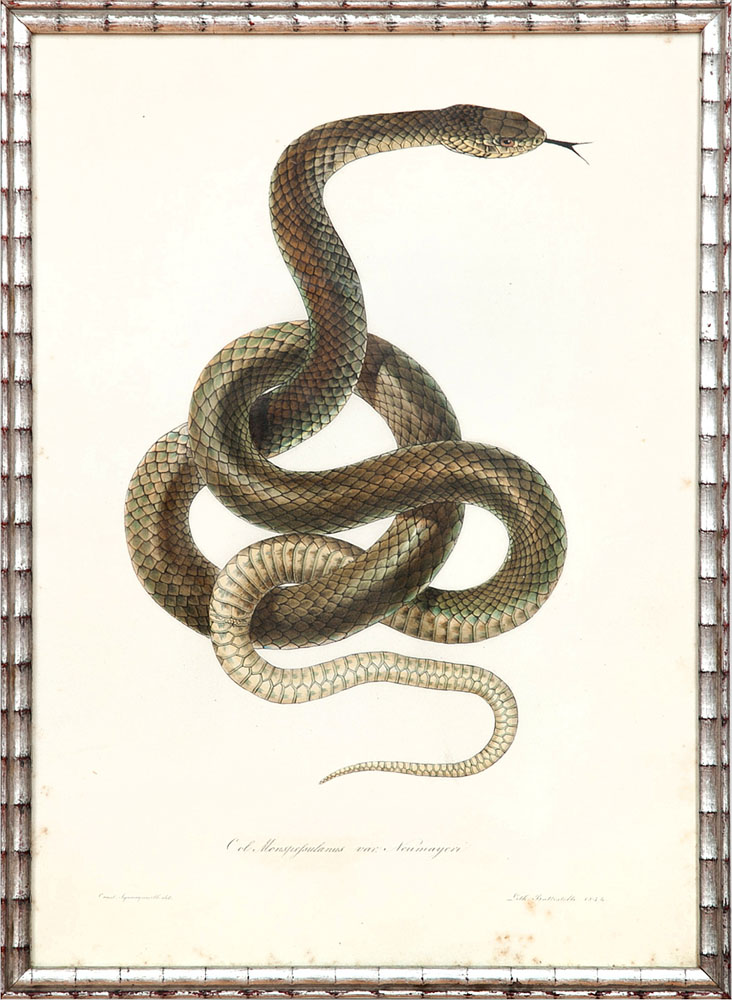 Appraisal: Continental School Snakes Nine lithographs with hand-coloring on wove paper