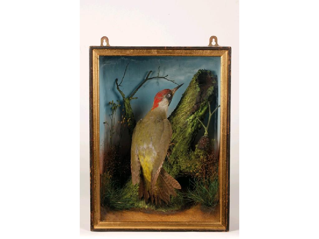 Appraisal: TAXIDERMY A VICTORIAN CASED SPECIMEN OF A WOODPECKER mounted on