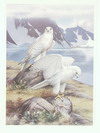 Appraisal: COLOR OFFSET LITHO - ' Gryfalcon ' by Roger Tory