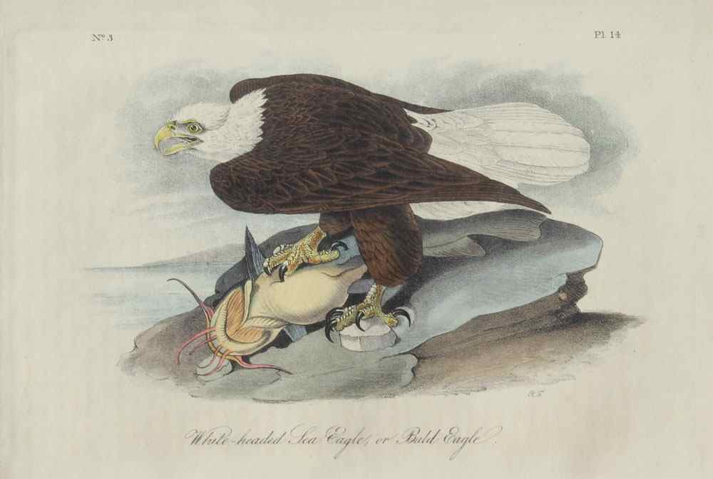 Appraisal: AUDUBON JOHN JAMES after American White Headed Sea Eagle or