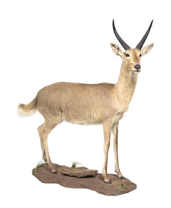 Appraisal: Sale Lot A Full Body Reedbuck Mount -