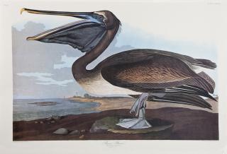 Appraisal: John James Audubon - Brown Pelican No Plate Amsterdam edition