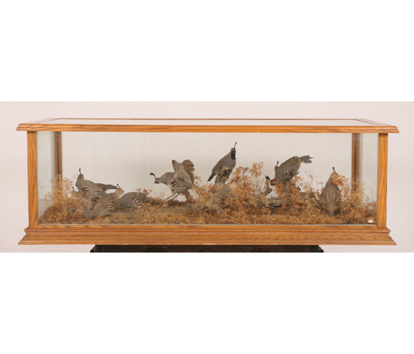 Appraisal: Large cased quail taxidermy mount nine birds feeding one bird