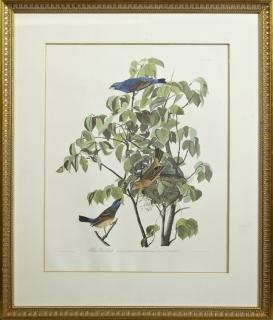 Appraisal: John James Audubon - Blue Grosbeak No Plate Amsterdam edition