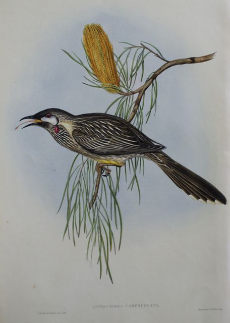 Appraisal: Wattled Honey-eater Anthochaera Carunculata