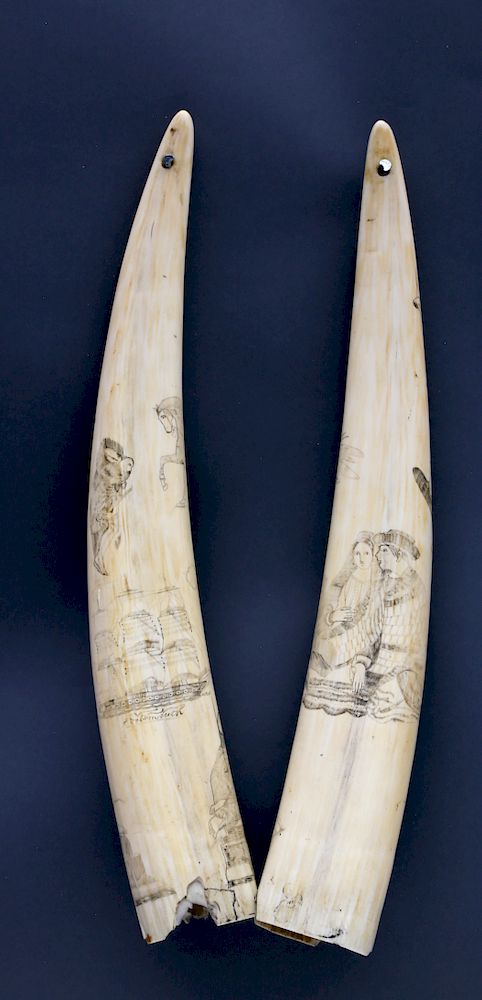 Appraisal: Pair of Scrimshawed Walrus Tusks th Century Pair of Scrimshawed