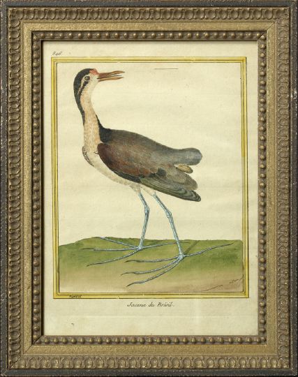 Appraisal: After Francois Nicolas Martinet French - Bird Studies suite of