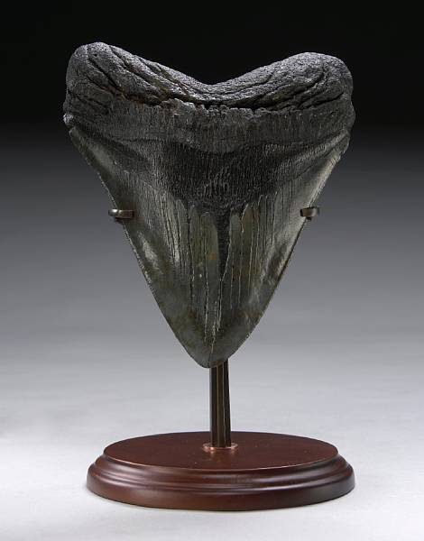 Appraisal: Giant White Shark Tooth on Stand Carcharocles megalodon Late Miocene