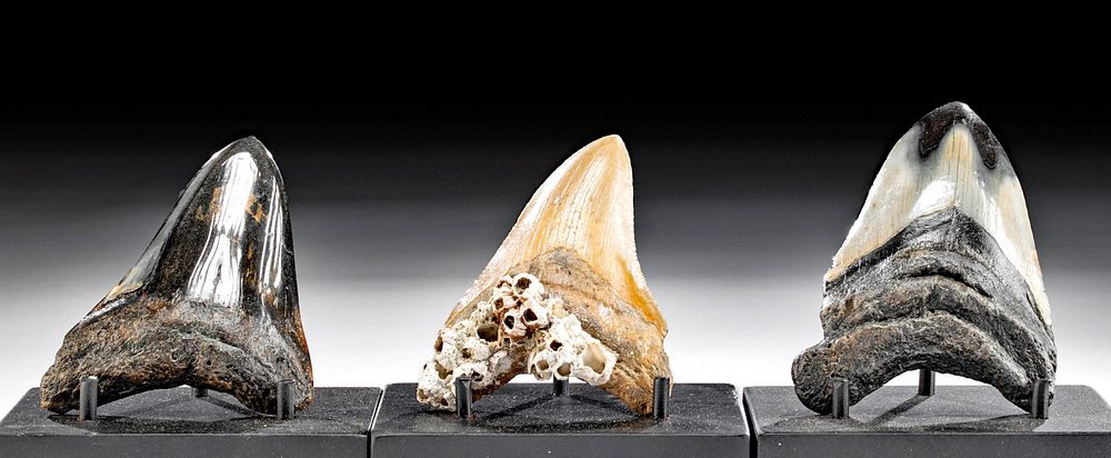 Appraisal: Lot of Fossilized Megalodon Teeth Ancient Seas Middle Miocene to