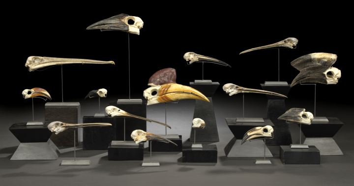 Appraisal: Unusual Circumscribed Collection of Fifteen Mounted Bird Skulls confined to