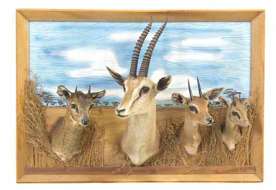 Appraisal: A Taxidermy Diorama set with a gazelle shoulder mount and