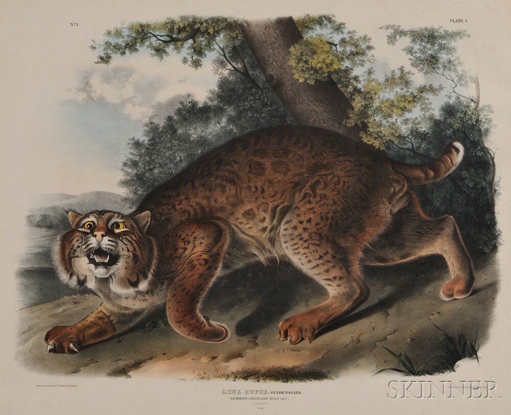 Appraisal: Audubon John James - Common American Wildcat Plate I from