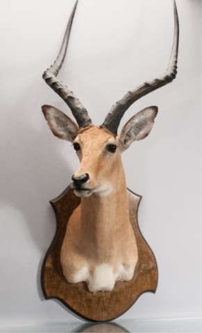 Appraisal: Hartebeest Trophy Mount This lot will only be sold to