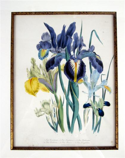 Appraisal: Eight hand-colored lithographs of flowers jane webb louden london Framed