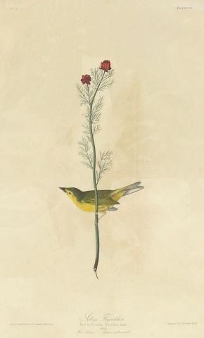 Appraisal: Unframed engraving with aquatint and hand coloring Selby's Flycatcher Muscicapa