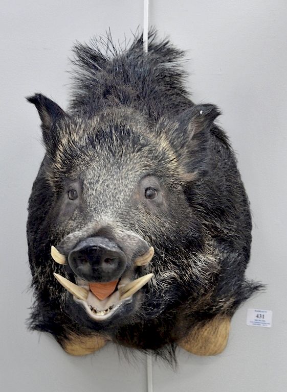 Appraisal: Russian boar taxidermy shoulder mount dp in Russian boar taxidermy