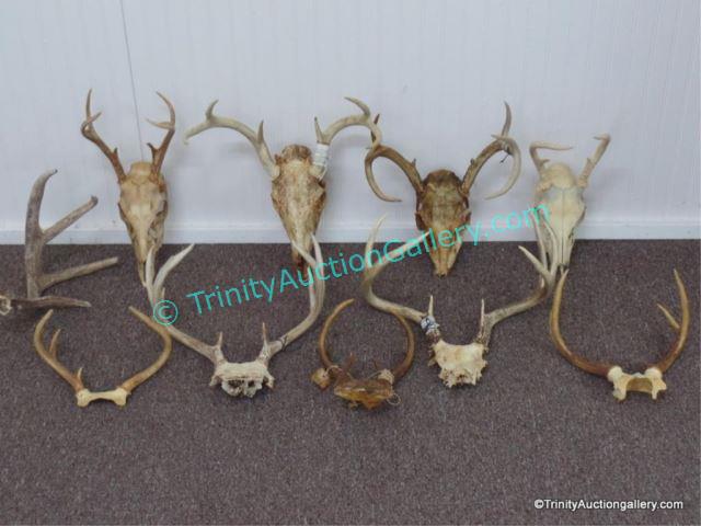 Appraisal: Whitetail Deer Antler Trophy Collection From an estate is a