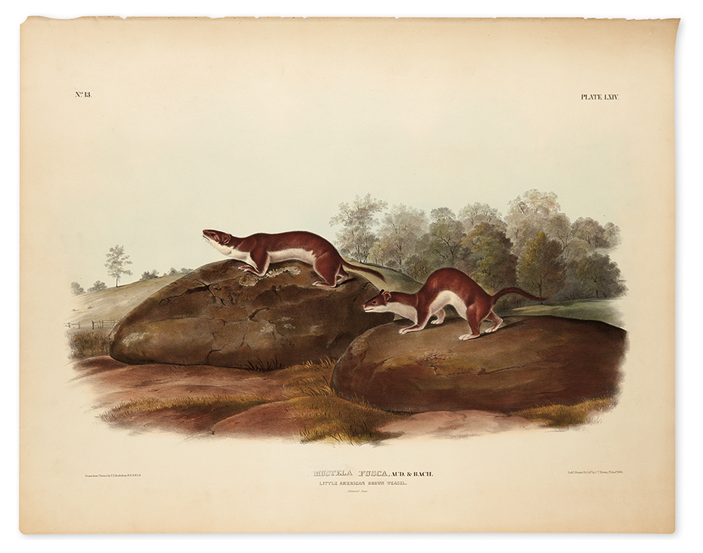 Appraisal: AUDUBON JOHN JAMES Little American Brown Weasel Plate LXIV Hand-colored