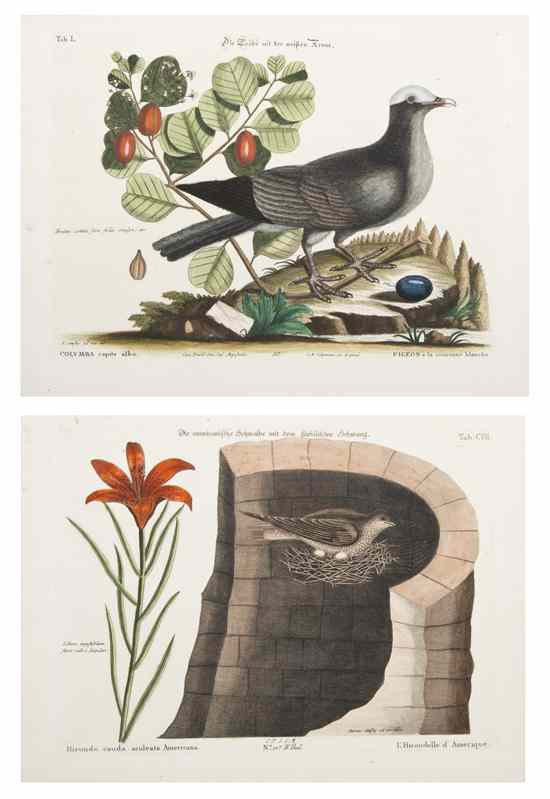 Appraisal: ORNITHOLOGY ENGLISH CATESBY MARC after A group of two hand-colored