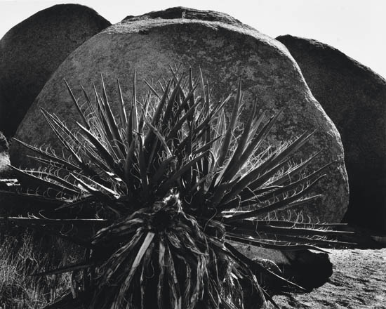 Appraisal: WESTON BRETT - Yucca and Boulders-Calif Desert Silver print x