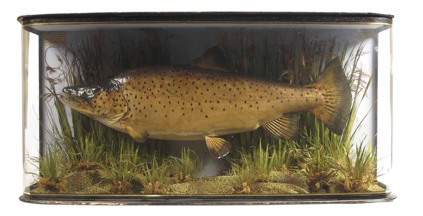 Appraisal: A barrel front cased Trout