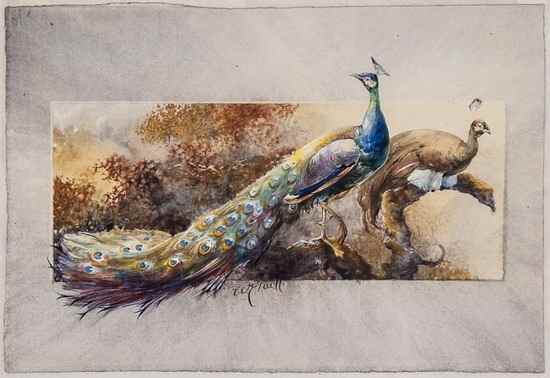 Appraisal: William E Powell -c Peacocks on a branch watercolour over