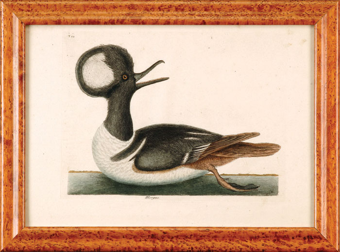 Appraisal: MARK CATESBY AMERICAN - HOODED MERGANSER PL VOL Handcolored copper