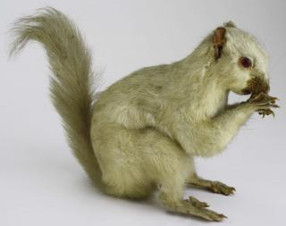 Appraisal: Rare albino squirrel full body mount To Benefit the Shelburne