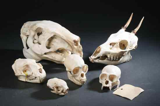 Appraisal: COLLECTION SIX ECUADORIAN MAMMAL SKULLS Including Red Brocket deer Mazama