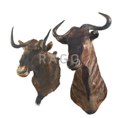 Appraisal: TAXIDERMY Two wildebeest mounts one black and the other blue