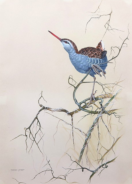 Appraisal: TERRENCE LAMBERT b A water rail perched upon a tree