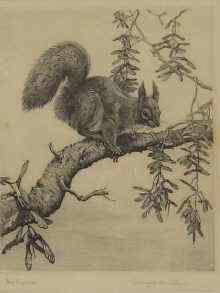 Appraisal: A framed etching '' Red Squirrel '' signed lower left