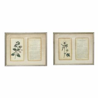 Appraisal: Pair of Framed Floral Bookplate Prints hand-colored engravings likely th