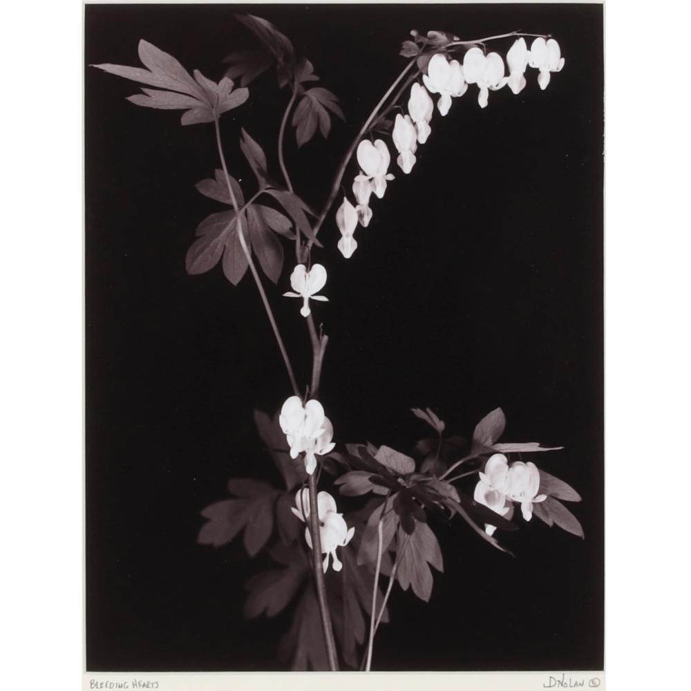 Appraisal: J D NOLAN INDIANA TH ST CENTURY BLEEDING HEARTS PHOTOGRAPH