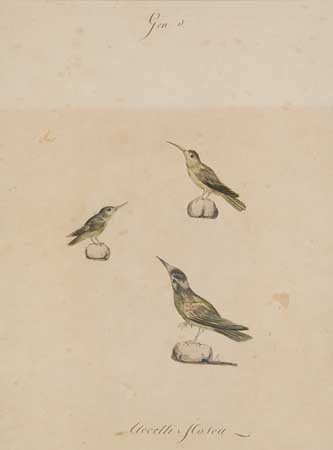 Appraisal: CAMILLO LAMBERTINI GANDOLFI Italian early th-century Study of Three Birds