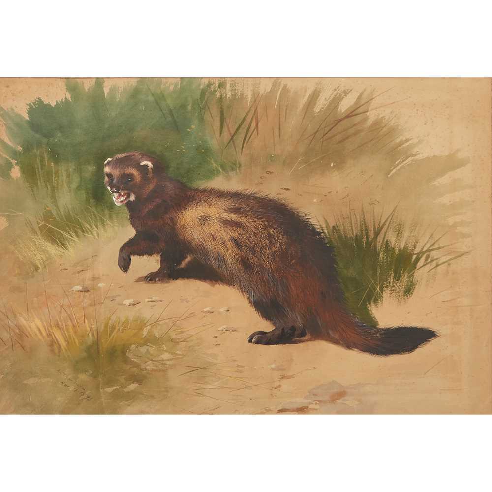 Appraisal: ARCHIBALD THORBURN SCOTTISH - SCOTTISH POLECAT Signed and dated 'Nov