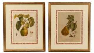 Appraisal: Collection of French Botanical Prints th C French th century