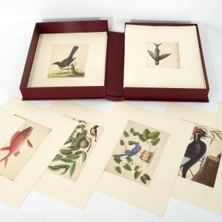 Appraisal: Mark Catesby III Vol Natural History Watercolors Mark Catesby III