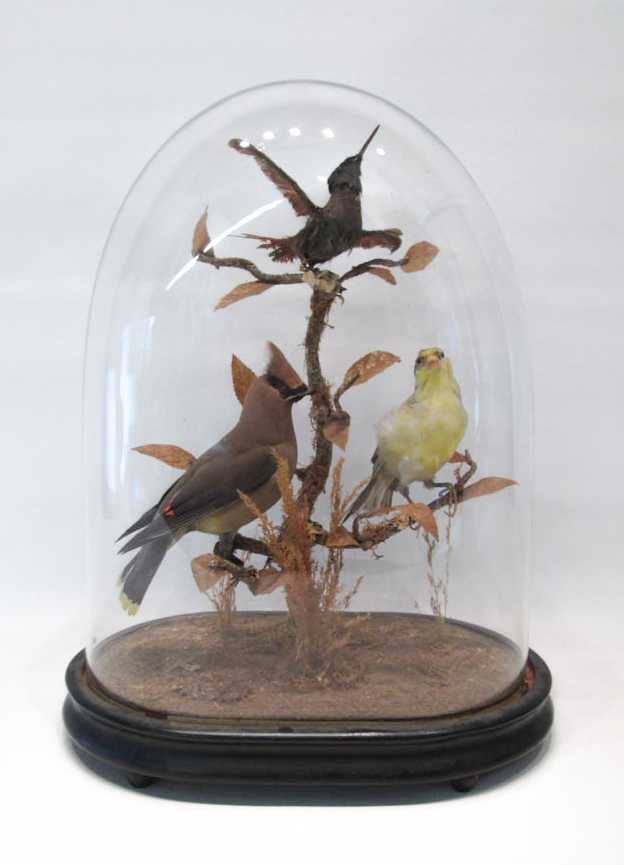 Appraisal: VICTORIAN TAXIDERMY BIRD DIORAMA containing three birds of various species